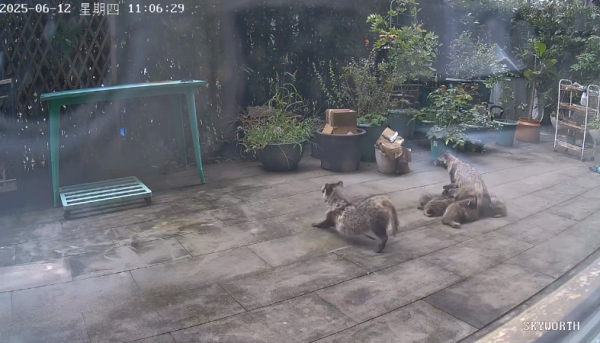 富投恒盈 上海一小区居民苦恼新邻居: 突然搬来让人提心吊胆! 不能抓不能打